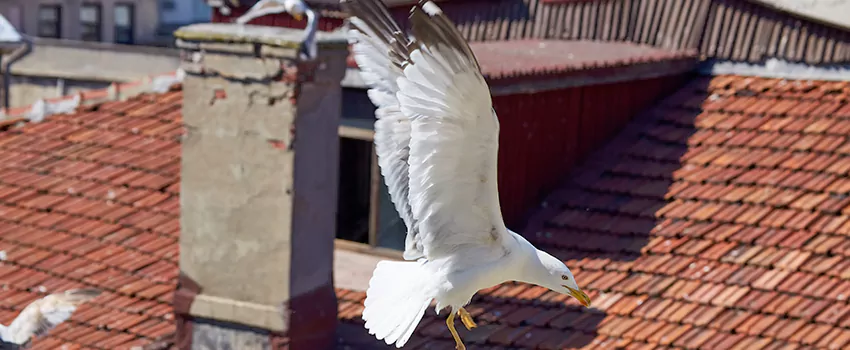 Residential Chimney Animal Removal Solution in Sayreville, NJ