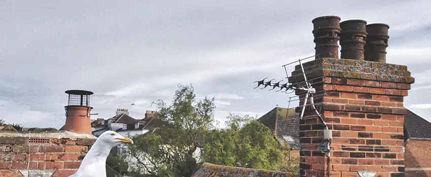 Chimney Cleaning And Restoration in Sayreville, New Jersey